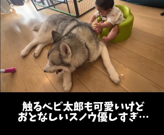 赤ちゃんのそばでくつろぐ犬