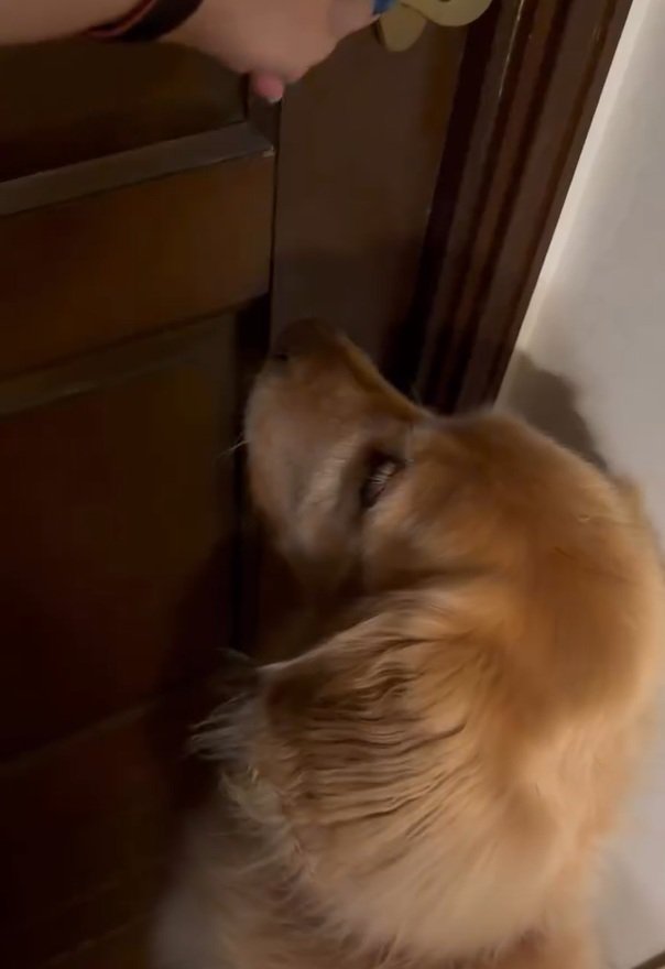 扉を開けてほしいハルちゃん