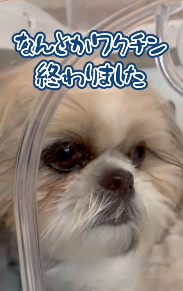 虚無顔の犬