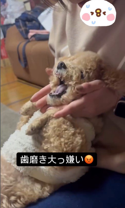 歯磨き嫌いのテンちゃんVSお母さん5