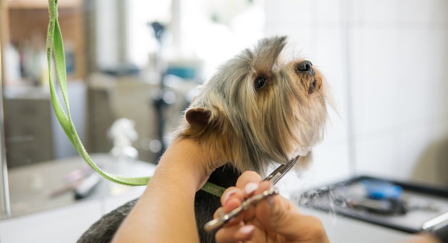 大人しくトリミングしてもらう犬