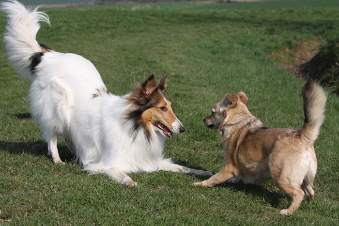 おしりを高く挙げて遊びに誘う二頭の犬