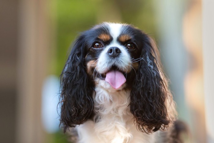 舌を出してじっと見つめる犬