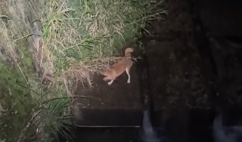 草むらの方へ体を向ける犬