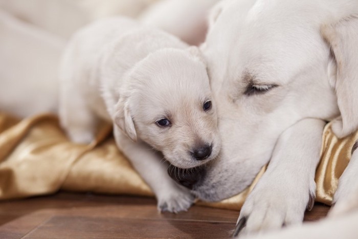 ラブラドールレトリバーの子犬と母犬