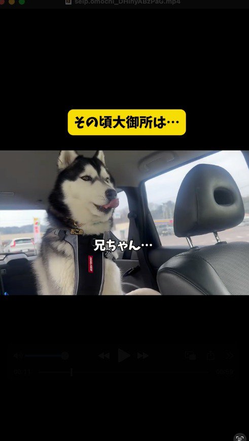 車に乗って動物病院へやってきたハスキー犬