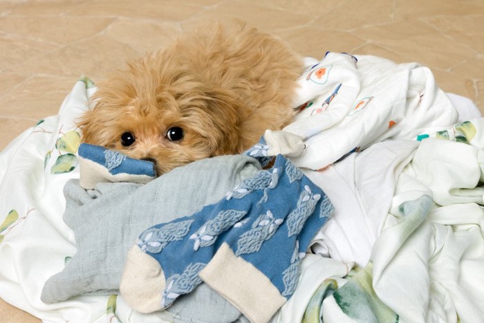 洋服を集める子犬