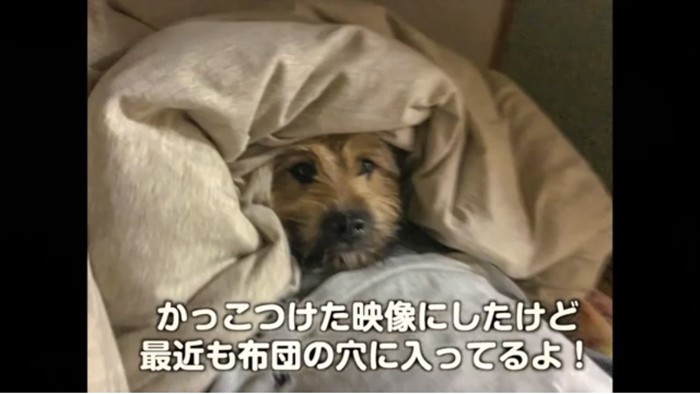 お布団の中に入ってる犬