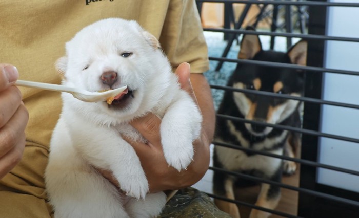 ご飯をスプーンから食べる白い子犬