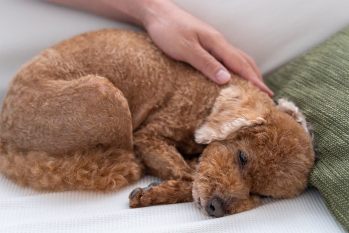 撫でられながら眠る犬