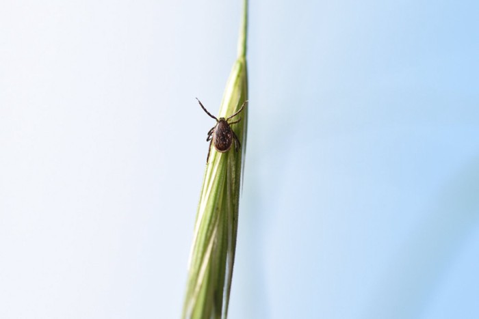 植物の先端にくっついているダニ