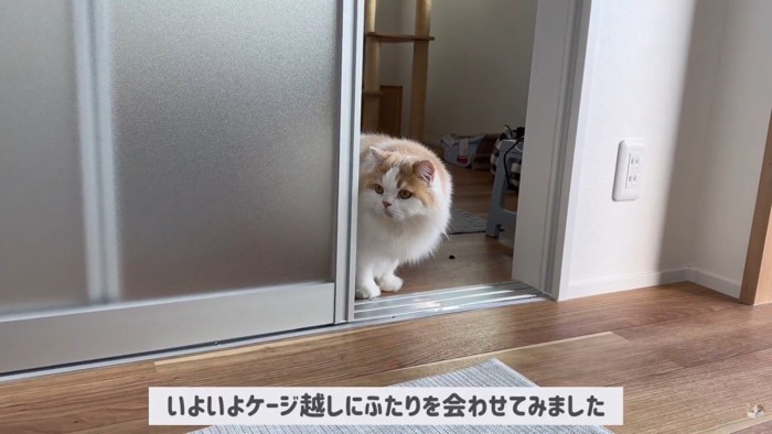 ポテチくんとレモンさんの初対面2