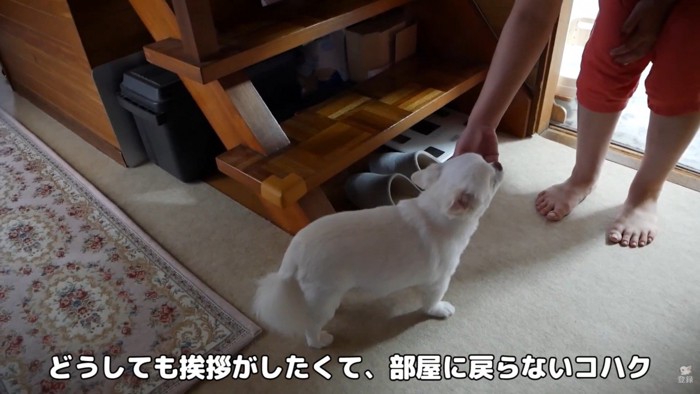 挨拶をするまで戻りたくないようです