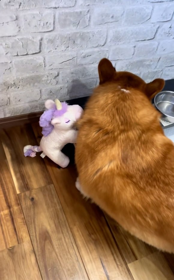 水を飲むロイくん