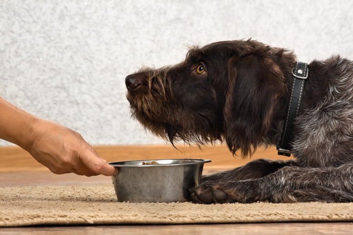 餌を貰う犬