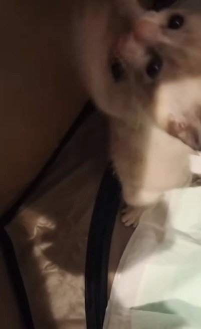 逃げ出そうとするほど活発！