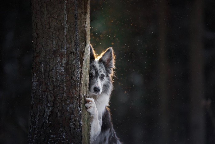 木の陰に隠れて不安そうな顔をする犬