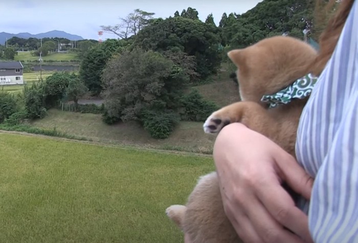 抱っこされて田んぼを見る犬