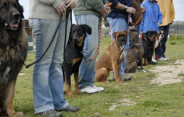 基本位置で並ぶ犬