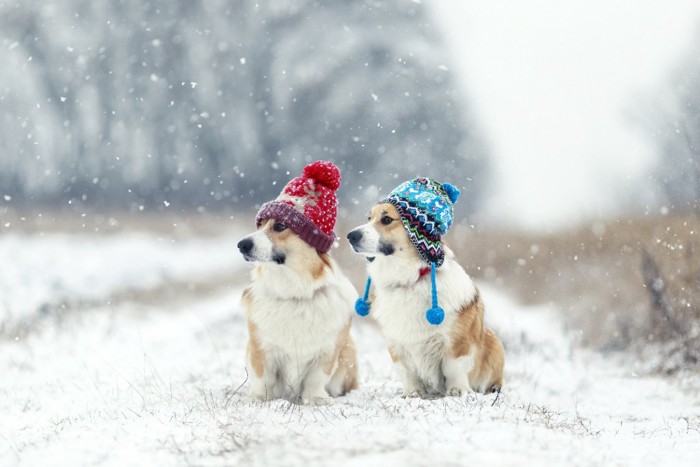 雪の中の2匹の犬