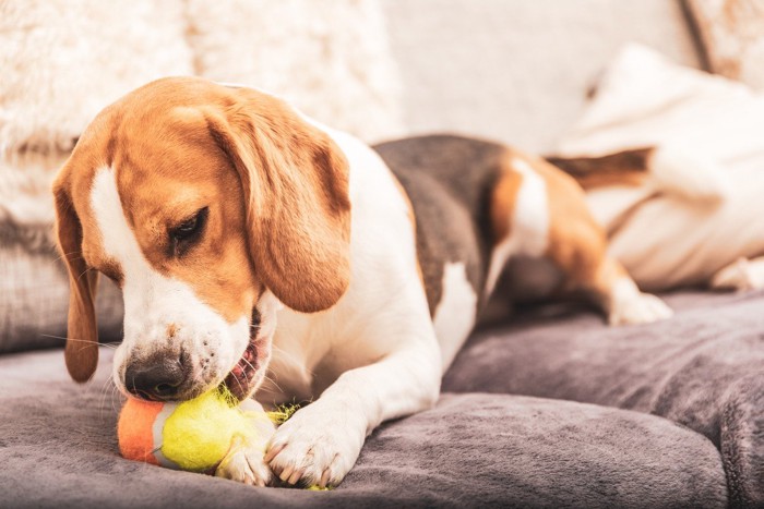 ボールに噛みつく犬