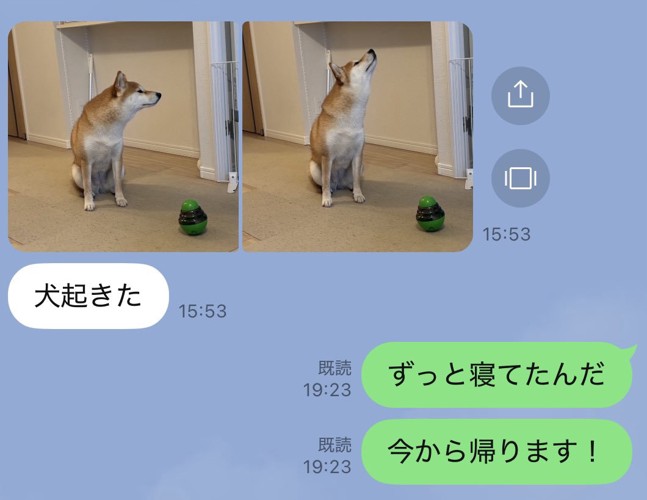 柴犬