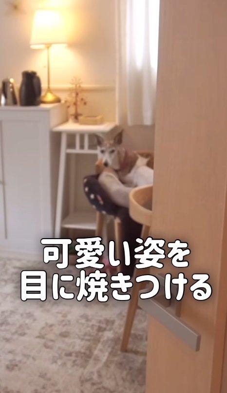 愛犬の姿を目に焼き付けて…