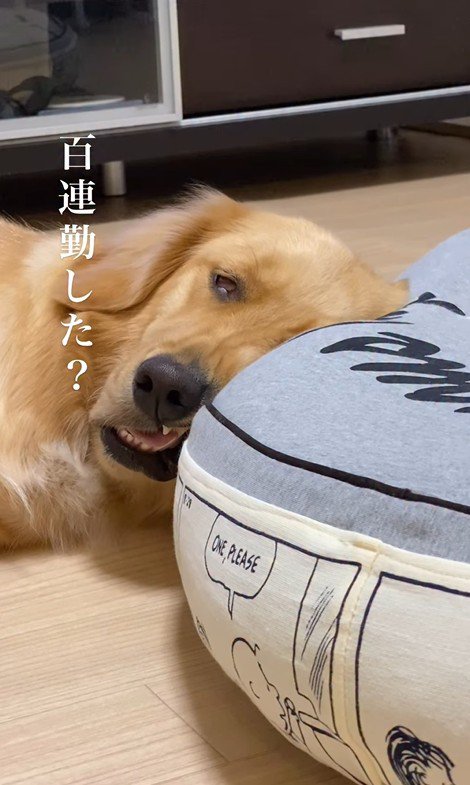 モコちゃんのまさかの表情2