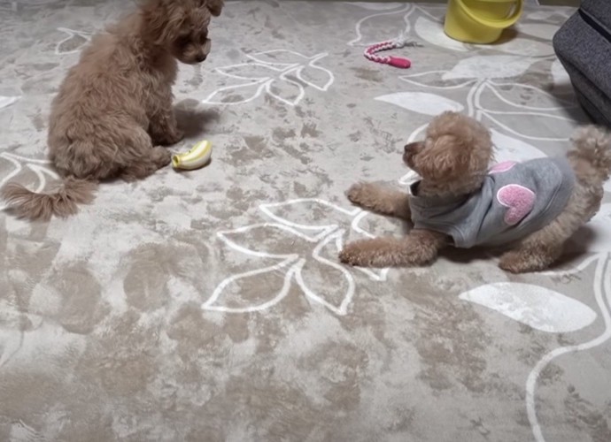 子犬を遊びに誘うトイプー