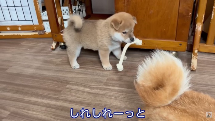 母犬のおもちゃに興味津々の子犬6