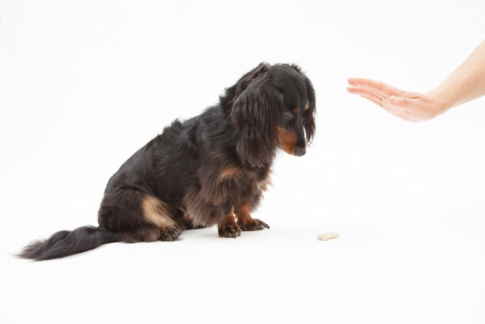 マテをする犬