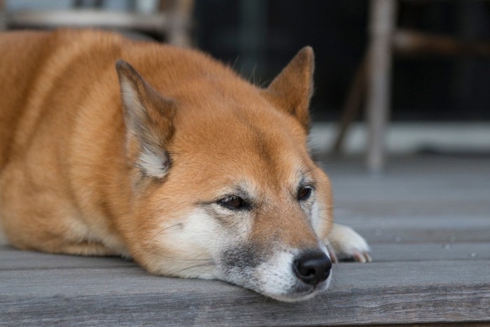 伏せている柴犬