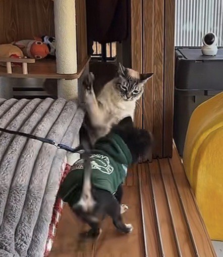 猫パンチ