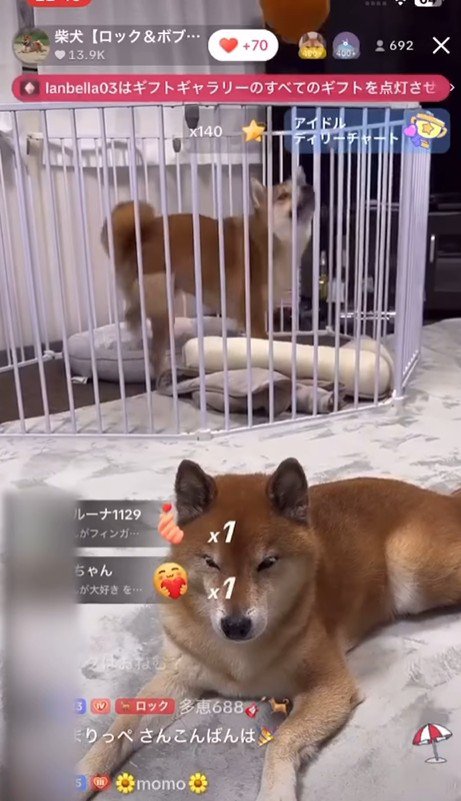 ロックくん＆ボブくんのハプニング3