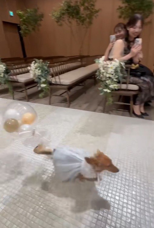 きなこちゃんがリングドッグに挑戦2