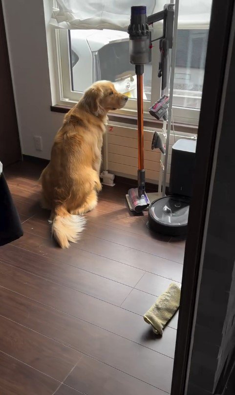 飼い主さん帰宅時のイヴちゃん4