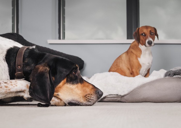 2匹の犬