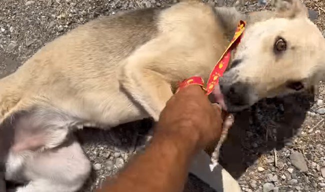 地面に寝転がる犬