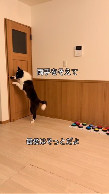 そっとドアを閉めるボーダーコリー