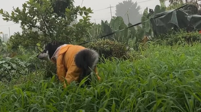 排泄する柴犬