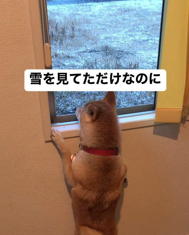 ハルちゃんが雪を見ていたら…