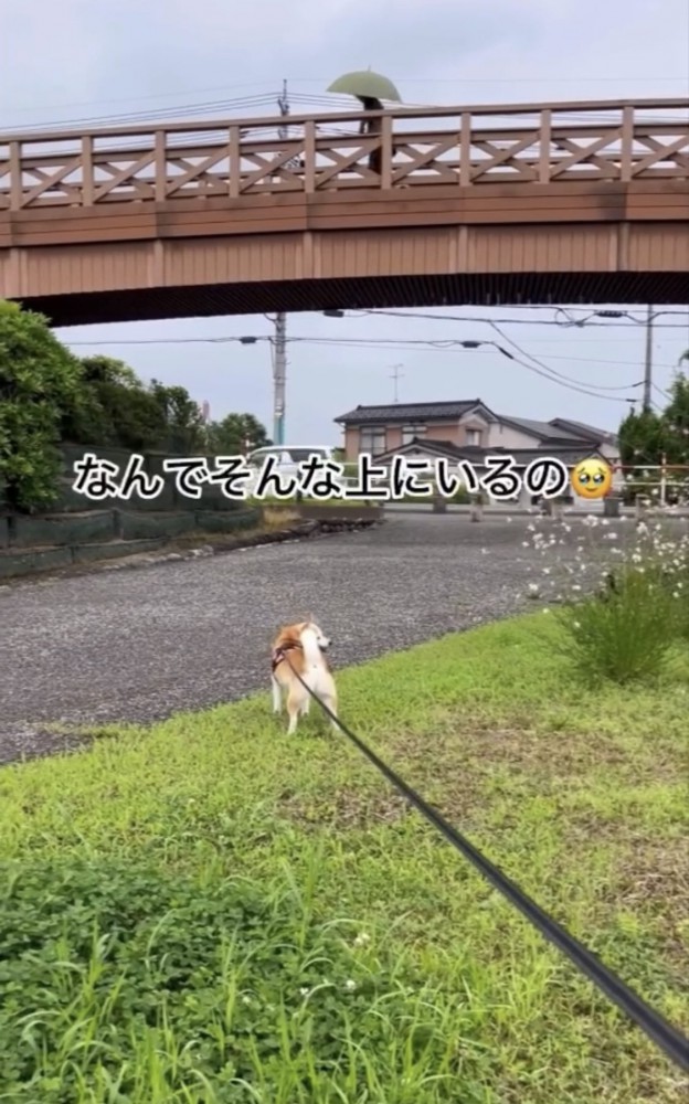 橋の上にいる犬