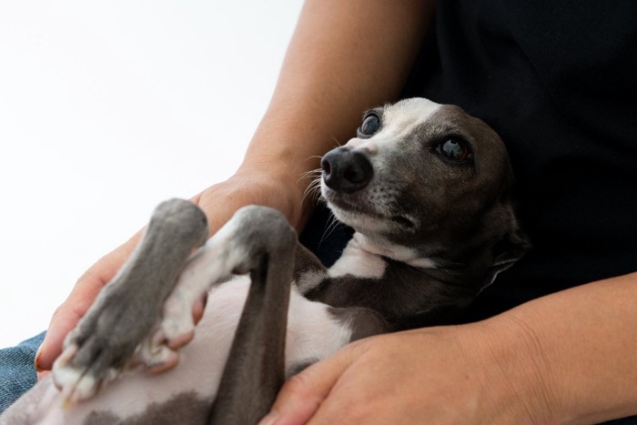 飼い主の足の上で仰向けになる犬