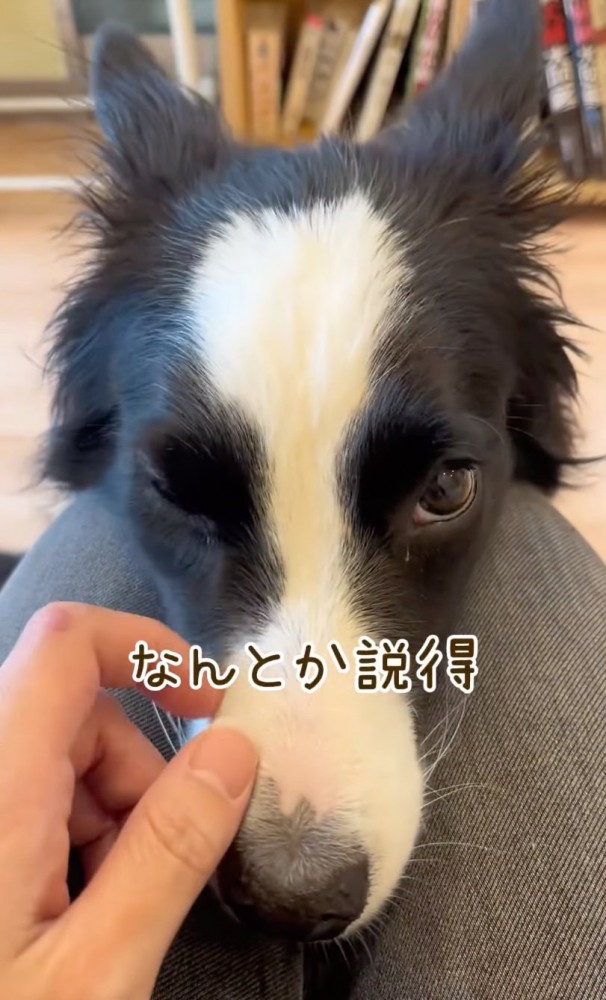鼻の頭を撫でてもらう