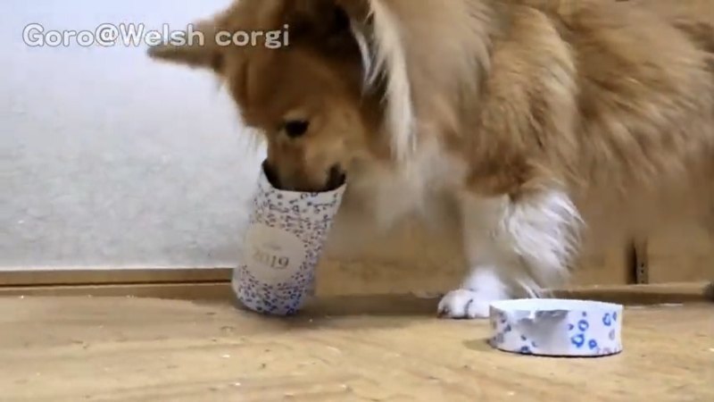 箱のふたを開けて口を近づける犬