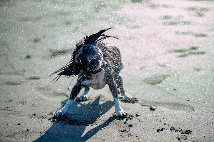 濡れてブルブルする犬