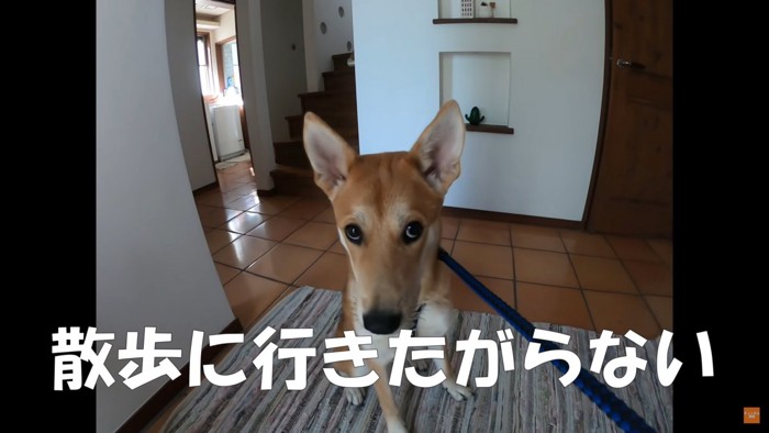 元野犬のワンジロー