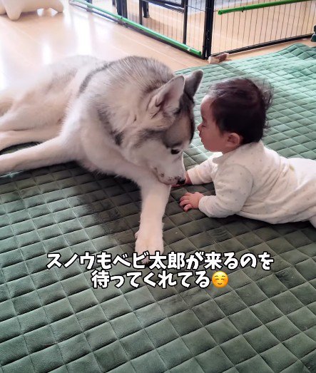 スノウちゃんが見守り♡