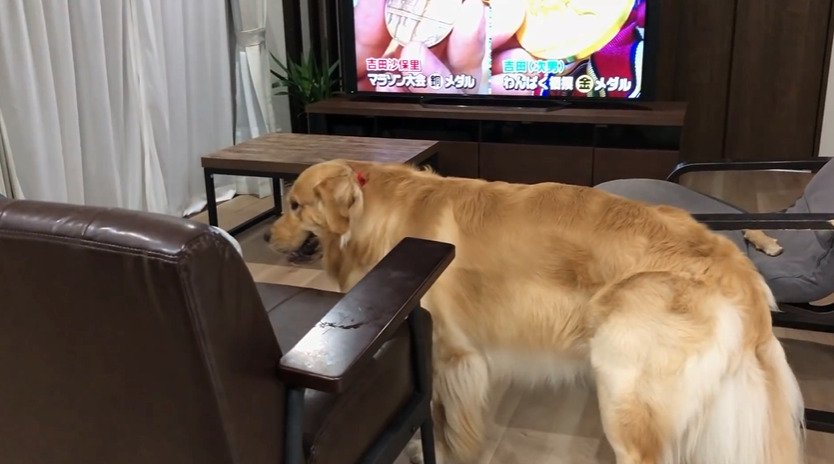 飼い主の方を見つめる犬