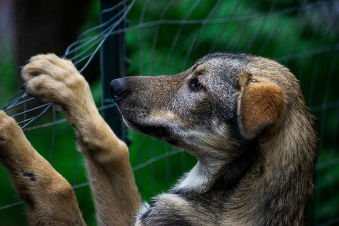 フェンス越しに見ている犬